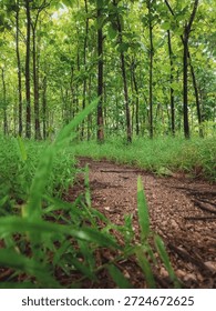 Teak trees lined up in a teak forest
