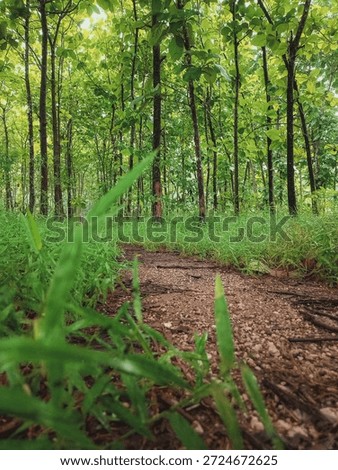 Teak trees lined up in a teak forest