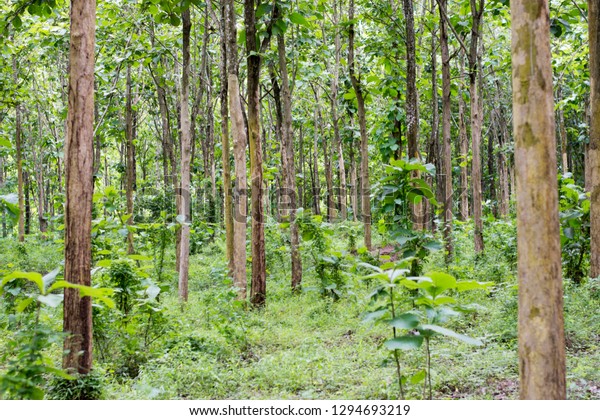 Teak Tropical Hardwood Tree Species Placed Stock Photo (Edit Now ...