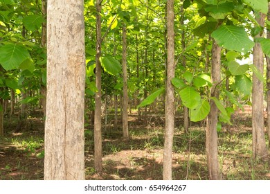 Teakwood  Forest