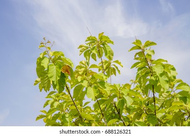 Teakwood Top With Blue Sky