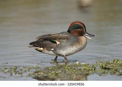 Teal