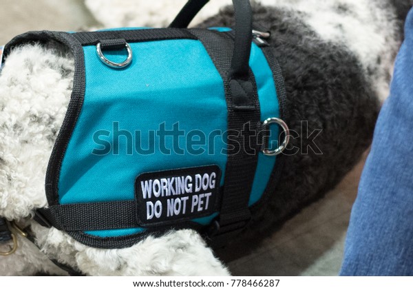 Teal blue dog vest on a service dog with a\
patch for Working Dog Do Not Pet, service animal black and white\
poodle labradoodle