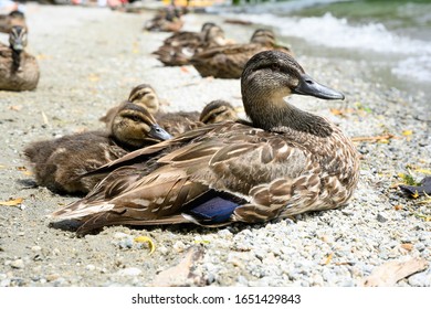 Teal And Family Sit And Relax On The Gravel At The Beach During The Day At Lake Wanaka, New Zealand.