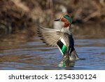 Teal flaps its wings