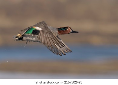 Teal flying on the sky.The Eurasian teal,common teal, or Eurasian green-winged teal is a common and widespread duck which breeds in temperate Eurosiberia and migrates south in winter. 