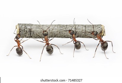 team of ants carries log, work in cooperation,  teamwork