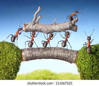 Team Of Ants Carry Log On Bridge, Teamwork Concept