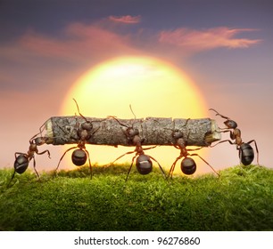 team of ants carry log on sunset or sunrise, teamwork concept