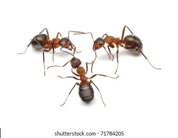 team of ants connecting with antennas to make network for finding solution or making work, common behaviour