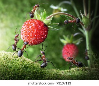 team of ants gathering wild strawberry, agriculture teamwork. focused on nearest workers