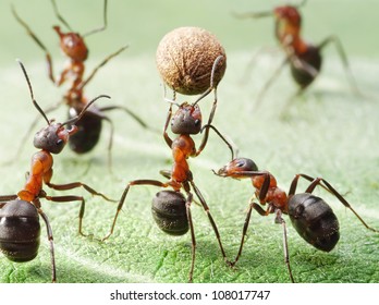 Team Of Ants Plays Football With Pepper Seed