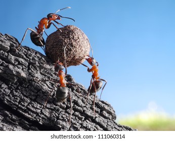 team of ants rolls stone uphill, teamwork concept - Shutterstock ID 111060314