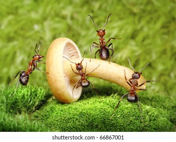 team of ants work mushrooming, teamwork