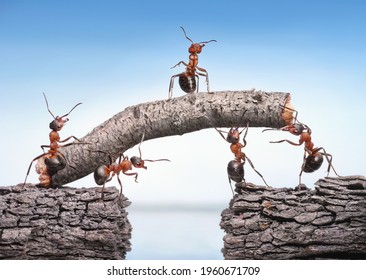 team of ants works constructing bridge, teamwork concept