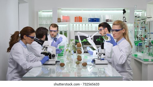Team Of Biologists Researchers Working In Laboratory Studying Bio Kiwi Fruits, Scientists People Collaboration Activity In Organic Agriculture Lab