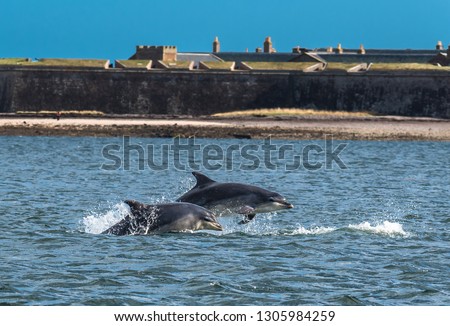Team Of Bottlenose Dolphin Jumping In The Moray Firth In Front Of Fort George Near Inverness In Scotland
