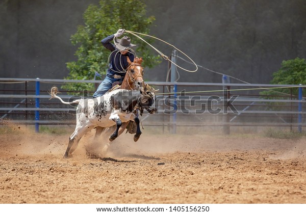 Team calf roping is a\
popular rodeo event, a sport sanctioned by Australian Team Roping\
Australia