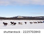 Team of enthusiastic sled dogs pulling hard to win the Yukon Quest sledding race