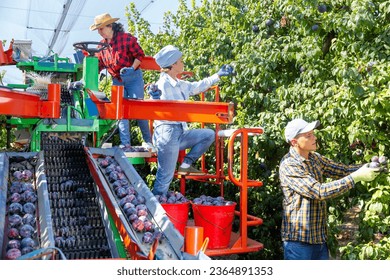 Team of farmers working on modern harvesting platform in fruit garden, picking ripe purple plums.. - Shutterstock ID 2364891353