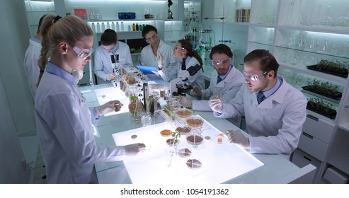 Team of Food Researchers Examination of Bio Corn Seeds and Organic Plant Seedlings in Nursery Laboratory, Botanist Lab Scientists Doing Microscopic Biological Test, Science Research Project Activity - Powered by Shutterstock