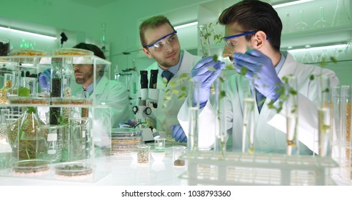 Team Of Food Researchers Examining Bio Plant Seedlings In Nursery Laboratory, Botanists Lab Scientists People Doing Microscopic Biological Test On Organic Seed, Future Science Research Activity