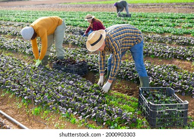 Team Of Gardeners Picking Komatsuna At Leafy Vegetables Farm, Seasonal Horticulture