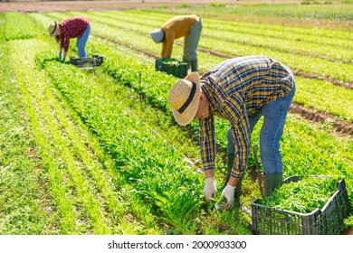 Team Of Gardeners Picking Mizuna At Leafy Vegetables Farm, Seasonal Horticulture