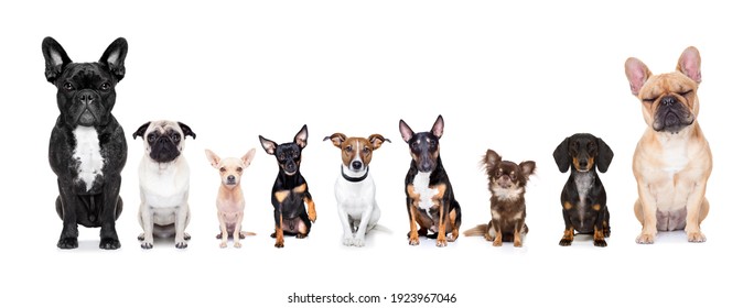 Gruppenreihe von Hunden, die ein Selfie einzeln auf weißem Hintergrund, Lächeln und glücklicher Schnappschuss nehmen