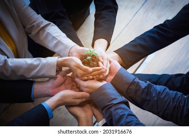 Team Hand Holding Plant For Growth Up Business Project Start Up New Project Concept Worker Partner Smart Team, Trust Partnership.Group Of People Supporting Each Others.Team Working Friendship