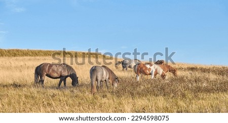 Team, harras, rag, stud, group, string of various wild horses grazing on grass in an open field during the day. Animal wildlife in their natural habitat outside. Stallions on a stud farm, dude ranch