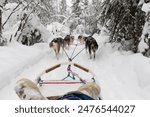 Team of huskies pulls dog sled though white winter trail with trees covered in snow