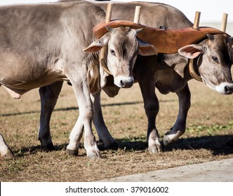 team of oxen - Shutterstock ID 379016002