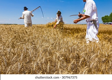 Team is reaping wheat manually with a scythe in the traditional rural way.