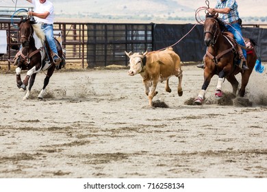 Team Roping Heading And Heeling Rope A Steer At A Rodeo