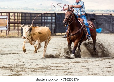 Team Roping Heading And Heeling Rope A Steer At A Rodeo