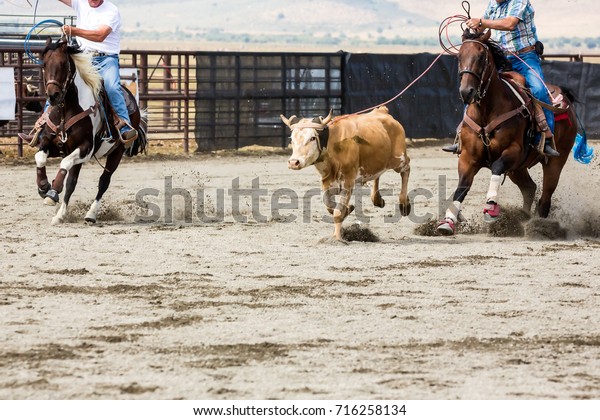 Team\
roping heading and heeling rope a steer at a\
rodeo