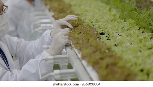 Team Scientist Asian Wearing Uniform Are Testing Quality Of Hydroponics Vegetables To Good Standard. Analyze Research For Growth Vegetables. Food Science Technology. Large Food Industry