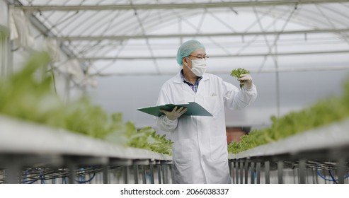 Team Scientist Asian Wearing Uniform Are Testing Quality Of Hydroponics Vegetables To Good Standard. Analyze Research For Growth Vegetables. Food Science Technology. Large Food Industry