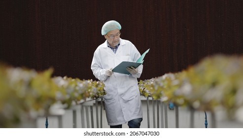 Team Scientist Asian Wearing Uniform Are Testing Quality Of Hydroponics Vegetables To Good Standard. Analyze Research For Growth Vegetables. Food Science Technology. Large Food Industry