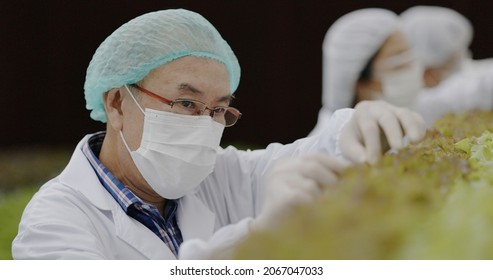 Team Scientist Asian Wearing Uniform Are Testing Quality Of Hydroponics Vegetables To Good Standard. Analyze Research For Growth Vegetables. Food Science Technology. Large Food Industry