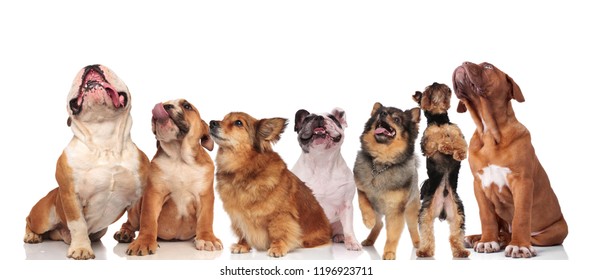 Team Seven Cute Dogs Panting Looking Stock Photo (Edit Now) 1196923711