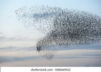 Team Of Starlings Flying