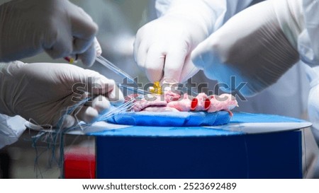 A team of surgeons are practicing artificial heart valve replacement surgery. Sutures are placed through the annulus and through the aortic prosthesis and tied. Concept of medical science and surgery.