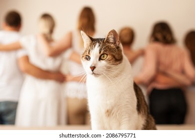 Team Teamwork Togetherness Collaboration Unity Different Race People Brainstorming Leadership Concept Save Animals Green Piece Cat Volunteer Support Blind Cat