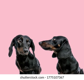 team of two teckel dachshund looking scared at each other on pink background