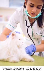 5,951 Animal Ambulance Images, Stock Photos & Vectors | Shutterstock