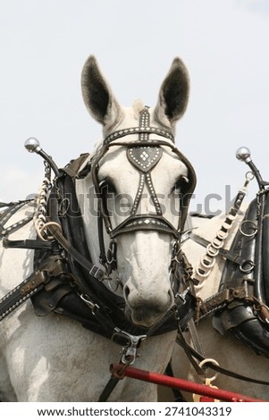 Team of white Percheron Draft Mules
