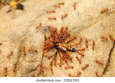 the team work of ants