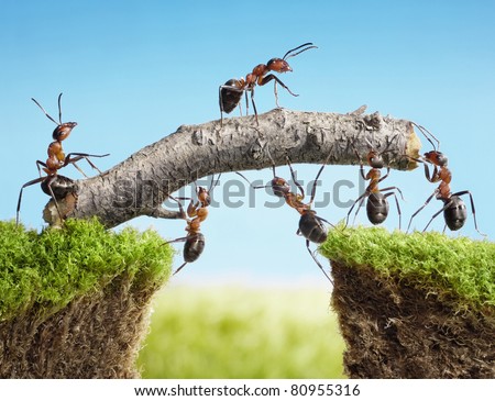 team work, ants constructing bridge